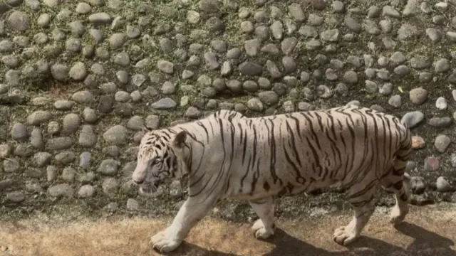 Pramono Anung Akui Harimau Kurus di Ragunan Miliknya, Tegaskan Pakan Ditanggungnya - GenPI.co