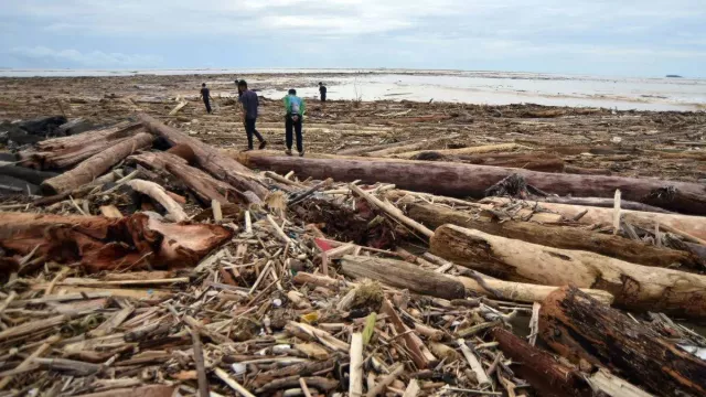 8 Perusahaan di Batang Toru Diselidiki Soal Gelondongan Kayu Hanyut saat Banjir Sumut - GenPI.co