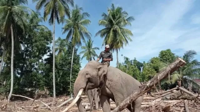4 Gajah Dikerahkan Bersihkan Puing Bencana, Kemenhut Tegaskan Tidak Eksploitasi Satwa - GenPI.co