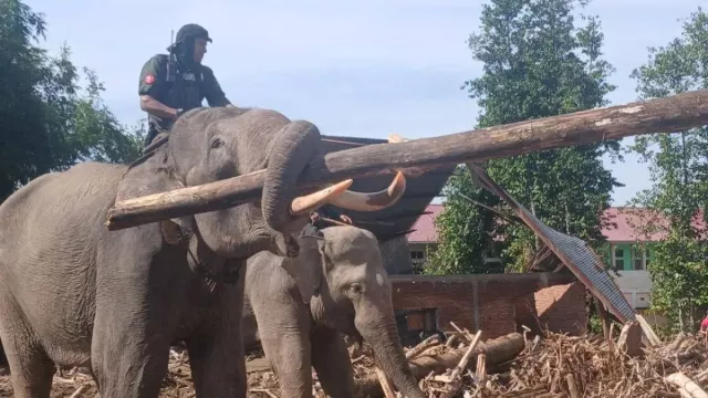 Tak Bisa Masuk Alat Berat, 4 Gajah Jinak Bantu Bersihkan Sisa Banjir Pidie Jaya - GenPI.co