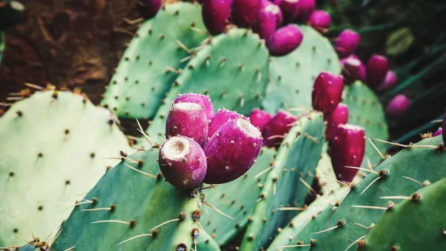 Manfaat Buah Kaktus untuk Pola Makan Sehat, Sumbang Asupan Nutrisi Penting - GenPI.co