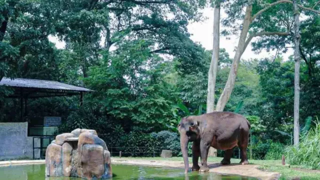 Muhammad Farhan Pastikan Bandung Zoo Tetap Bisa Dimanfaatkan Warga - GenPI.co