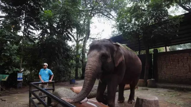 Manajemen Bermasalah, Bandung Zoo Belum Dioperasikan Saat Libur Tahun Baru - GenPI.co