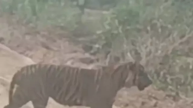 Bikin Merinding! Harimau Sumatra Muncul di Jalan Area Industri Minyak Siak - GenPI.co