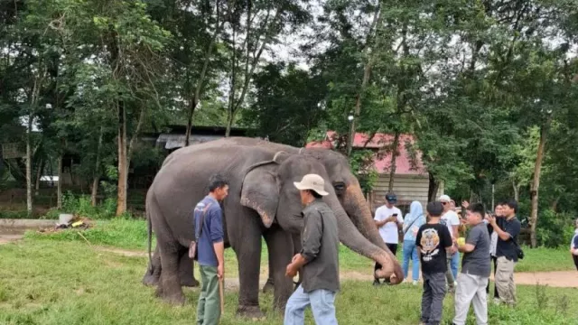 Konflik Gajah Liar, Wisata Taman Nasional Way Kambas Ditutup Sementara - GenPI.co