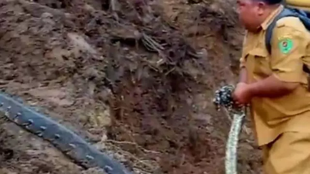 Niat Bersihkan Lumpur, Warga Marancar Tapanuli Selatan Malah Diteror Ular Liar - GenPI.co