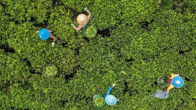 3 Wisata Bandung untuk Bersantai, Kunjungi Kebun Teh Rancabali - GenPI.co