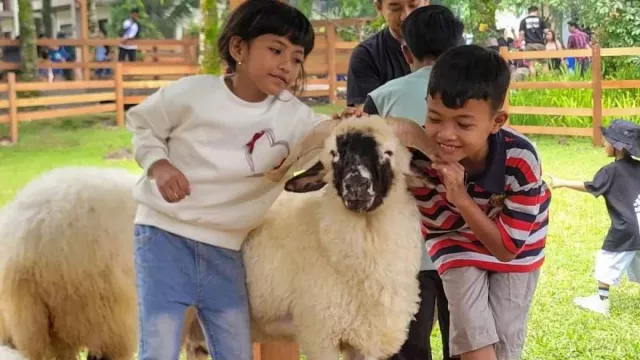 Ijen Farmhouse di Banyuwangi, Asyiknya Berinteraksi dengan Domba Berbulu Tebal - GenPI.co