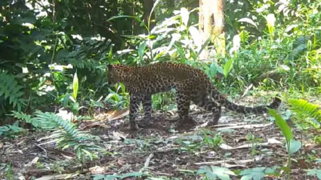 Viral! Macan Tutul Jawa Terluka, Diduga Ditembak Pemburu di Karawang - GenPI.co