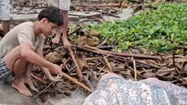 Viral! Pemuda Mentawai Selamatkan Penyu dari Buruan Warga, Ingatkan Dagingnya Beracun - GenPI.co