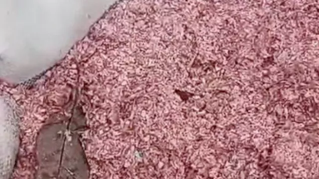 Viral Cacahan Uang Rupiah Dibuang di TPS Liar Bekasi, Ada Rp 100.000 dan Rp 50.000 - GenPI.co