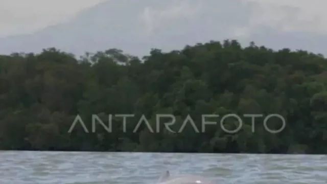 Miris! Populasi Pesut Mahakam Tinggal 66 Ekor, KLH Siapkan Langkah Darurat - GenPI.co