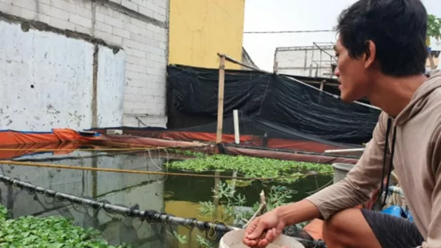 Bisnis Ikan Wahid Omzetnya Wow Banget Sekali Panen! - GenPI.co
