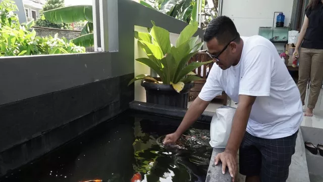 Begini Cara Pelihara Ikan Koi dari yang Kecil Hingga Besar - GenPI.co