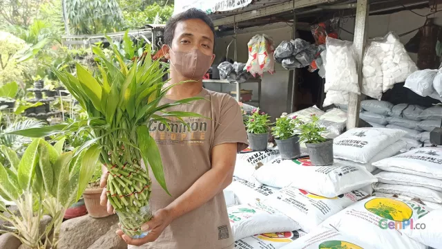 Ini Dia Waktu Terbaik Memberikan Pupuk saat Musim Hujan - GenPI.co