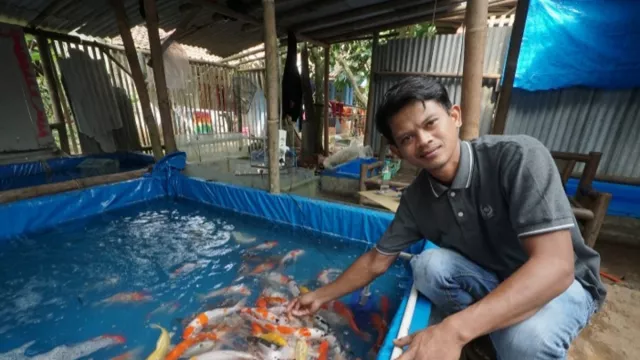 Bayu Bisnis Budi Daya Ikan Koi, Modal Kecil, Hasil Lumayan - GenPI.co