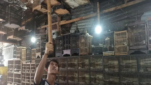 Pedagang Ungkap Jenis Burung Paling Laku Sejak Pandemi Covid-19 - GenPI.co