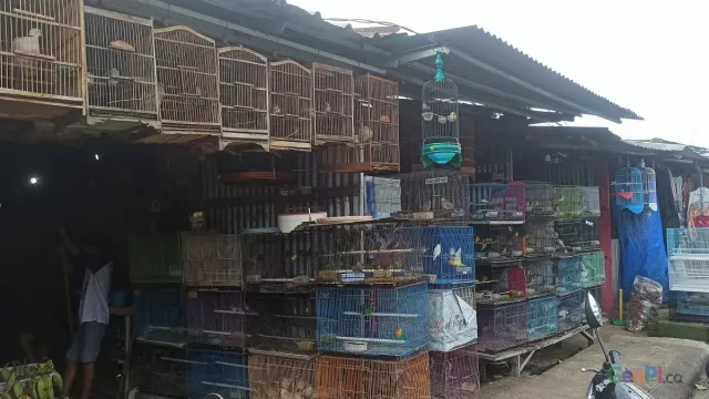 Penjualan Burung Kicau di Pasar Plenongan Menurun Selama Pandemi - GenPI.co