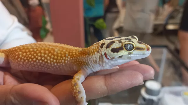 Begini Cara Merawat Gecko untuk Pemula, Ternyata Mudah Guys! - GenPI.co