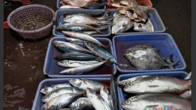 Pedagang Bagikan Ikan yang Tak Laku dijual, Alasannya Mulia! - GenPI.co