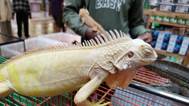 Iguana Albino, Jenis Termahal yang Sedang Jadi Primadona - GenPI.co