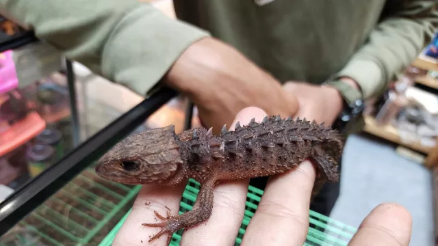 Punya Tubuh Unik, Kadal Baby Dragon Kini Diminati Pencinta Reptil - GenPI.co