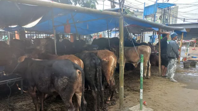 Heboh Ratusan Hewan Kurban di Bantul Terinfeksi Cacing Hati - GenPI.co