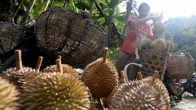 Bisa Ubah Suasana Hati, Makan Durian Beri 3 Manfaat Ini - GenPI.co BALI