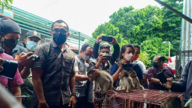 Efek Ancaman Ini, Distan Denpasar Bali Tertibkan Pedagang Kera - GenPI.co BALI