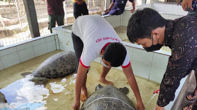 Ini Luka-luka 9 Penyu yang Hendak Diselundupkan ke Bali - GenPI.co BALI Ini Luka-luka 9 Penyu yang Hendak Diselundupkan ke Bali - GenPI.co BALI