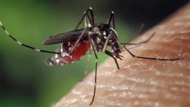 Sering Digigit, Ini Faktor Utama Manusia Jadi Pemikat Nyamuk - GenPI.co BALI