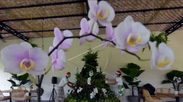 Ingin Dapat Jodoh? Coba Miliki 3 Tanaman 'Sakti' Cinta Ini - GenPI.co BALI Ingin Dapat Jodoh? Coba Miliki 3 Tanaman 'Sakti' Cinta Ini - GenPI.co BALI