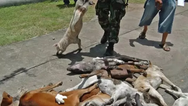 Viral! Kematian Masal Anjing di Canggu Bali, Ini Kata Holywings - GenPI.co BALI