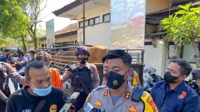 Polisi Jembrana Bali Bongkar Aksi Pria Curi Sapi, Ada Fakta Ini - GenPI.co BALI