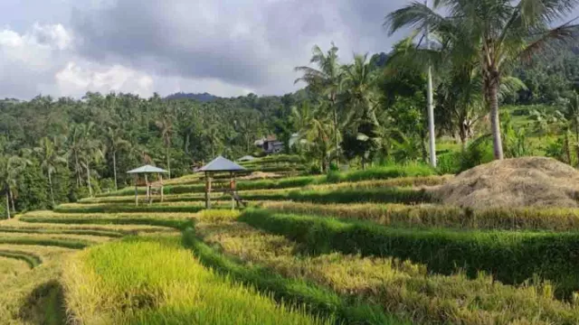 Delegasi G20 Terkesima dengan Bali Usai Kunjungi 3 Desa Buleleng - GenPI.co BALI