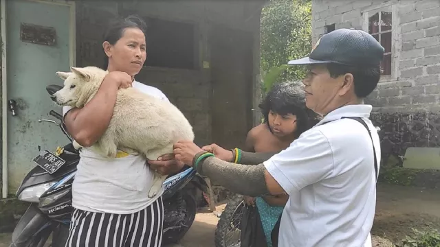 Rabies Makan Korban, Distan Buleleng Bali Eliminasi Anjing - GenPI.co BALI