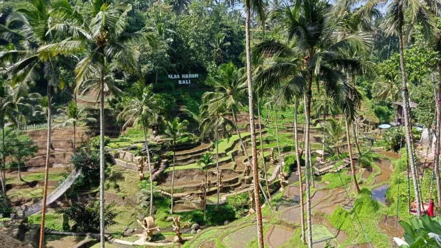 Pariwisata Bali Sukses Pancing Wisman, Ubud Kota Terbaik Asia - GenPI.co BALI