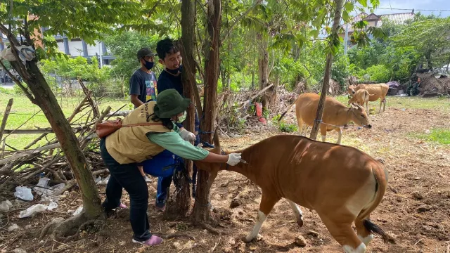 Kabar Baik! Bali & 7 Provinsi di Indonesia Nol Wabah Ini - GenPI.co BALI