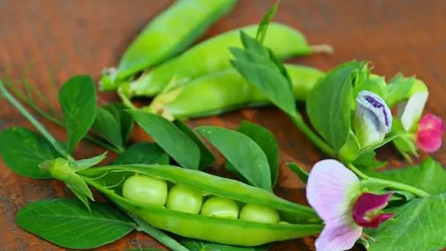 Wajib Coba! 4 Manfaat Luar Biasa Kacang Polong - GenPI.co BANTEN