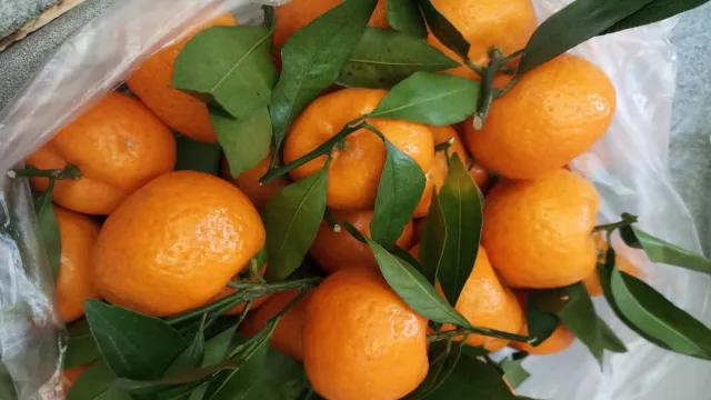 Tak Banyak yang Tahu, Khasiat Luar Biasa dari Jeruk Mandarin - GenPI.co BANTEN