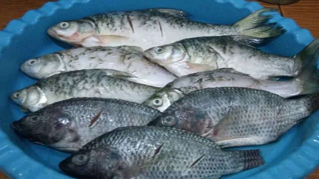 5 Manfaat Luar Biasa Konsumsi Ikan Bagi Kesehatan - GenPI.co BANTEN
