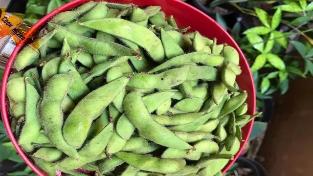 3 Jenis Kacang Kaya Manfaat yang Cocok Jadi Camilan Penunda Lapar - GenPI.co BANTEN