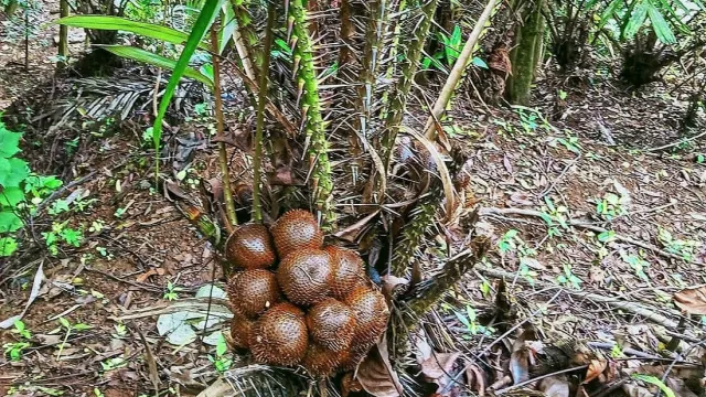 8 Manfaat Kesehatan Mengonsumsi Buah Salak, Wajib Coba - GenPI.co BANTEN