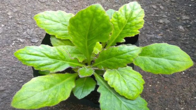 5 Manfaat Luar Biasa Daun Dewa, Stroke dan Hipertensi Lenyap - GenPI.co BANTEN 5 Manfaat Luar Biasa Daun Dewa, Stroke dan Hipertensi Lenyap - GenPI.co BANTEN