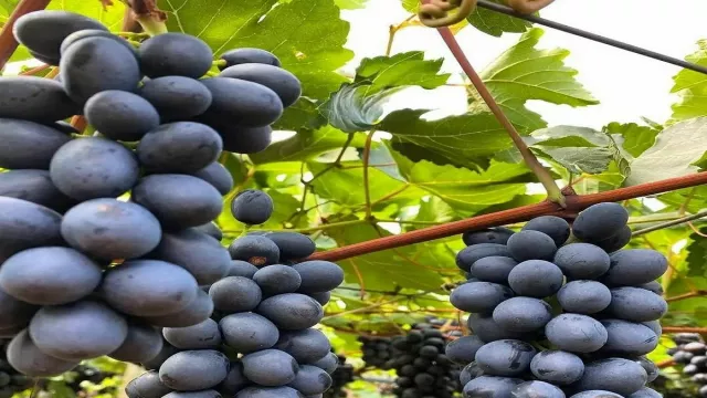 Makan Buah Anggur Sekaligus Bijinya, Manfaatnya Nendang Banget - GenPI.co BANTEN