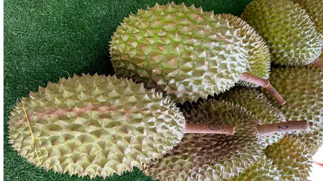 Durian Penyebab Kolestrol Naik Mitos Atau Fakta? Ternyata Mengejutkan - GenPI.co BANTEN
