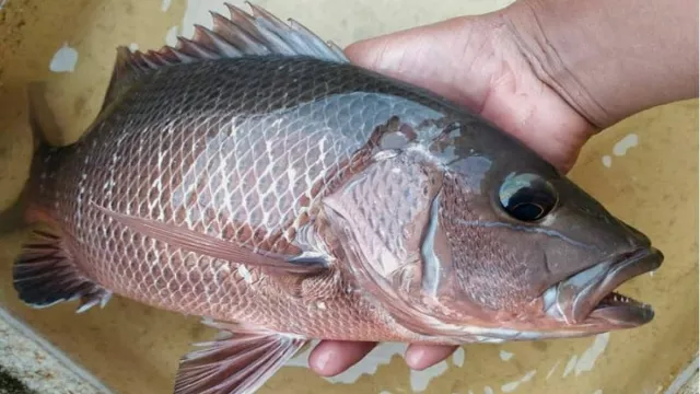 4 Cara Menghilangkan Bau Amis pada Ikan, Wajib Dicoba - GenPI.co BANTEN
