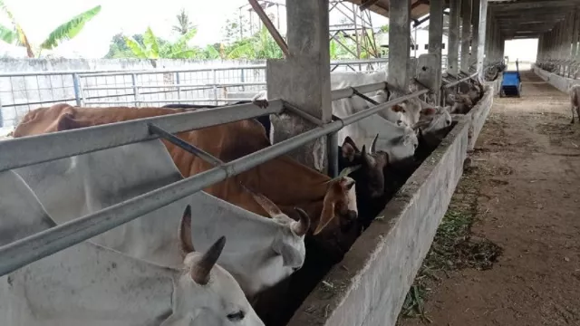 Cegah PMK, 18.000 Ternak di Kabupaten Lebak Segera Divaksin - GenPI.co BANTEN