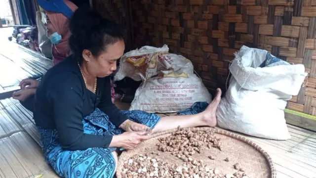 Potensi Pertanian Kecur Petani Badui Mantap, Petani Untung Besar - GenPI.co BANTEN