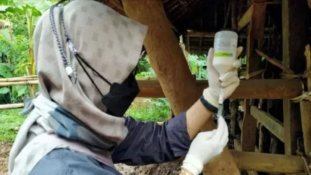 Pemkab Pandeglang Berikan Vaksinasi PMK pada Hewan Ternak - GenPI.co BANTEN